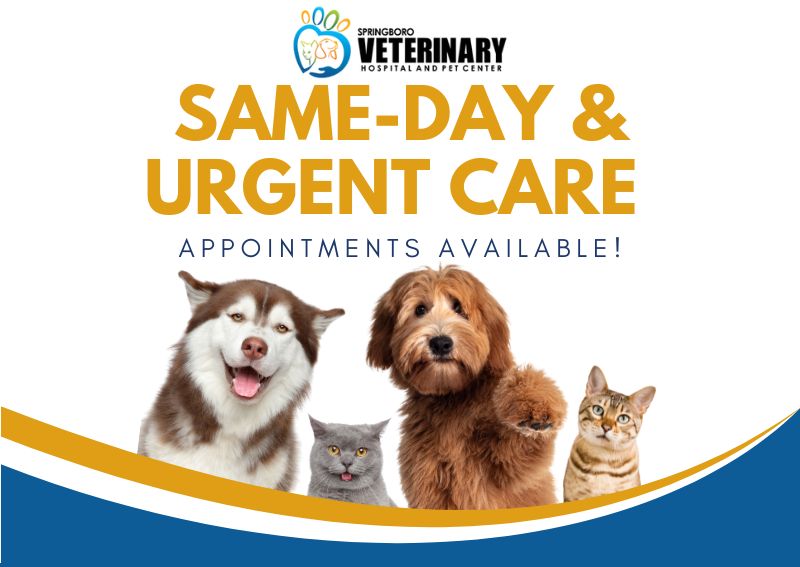 Carousel Slide 1: Springboro same-day and urgent veterinary appointments